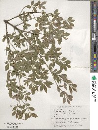 Euonymus alatus image