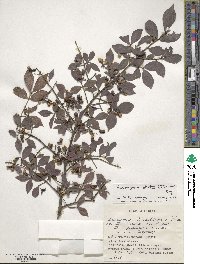 Euonymus alatus image