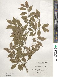 Euonymus alatus image