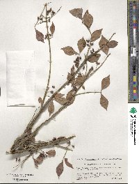 Euonymus alatus image