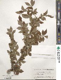 Euonymus alatus image