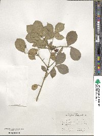 Euonymus alatus image