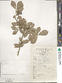 Euonymus alatus image