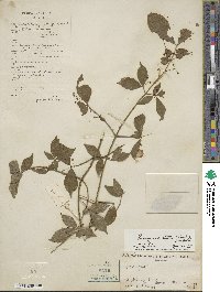 Euonymus alatus image