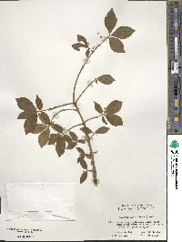 Euonymus alatus image