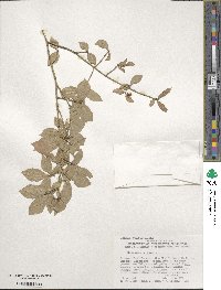 Euonymus alatus image