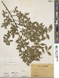 Euonymus alatus image