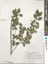 Euonymus alatus image