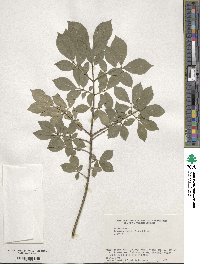 Euonymus alatus image