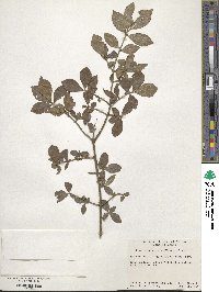 Euonymus alatus image