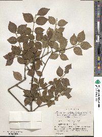 Euonymus alatus var. ciliatodentatus image