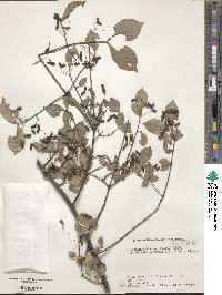 Euonymus alatus var. ciliatodentatus image