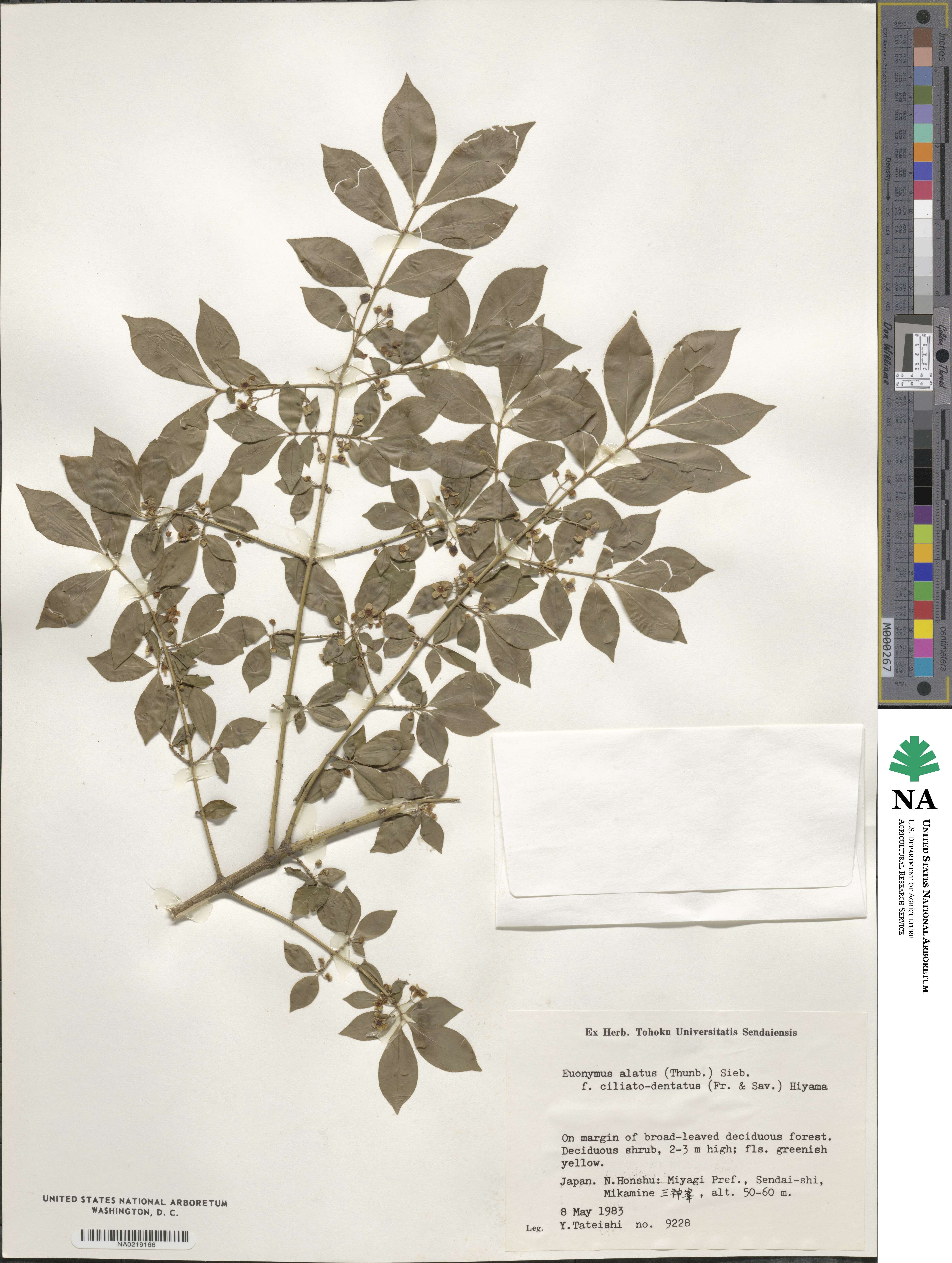 Euonymus alatus image