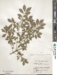 Euonymus alatus image