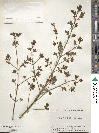 Euonymus alatus image