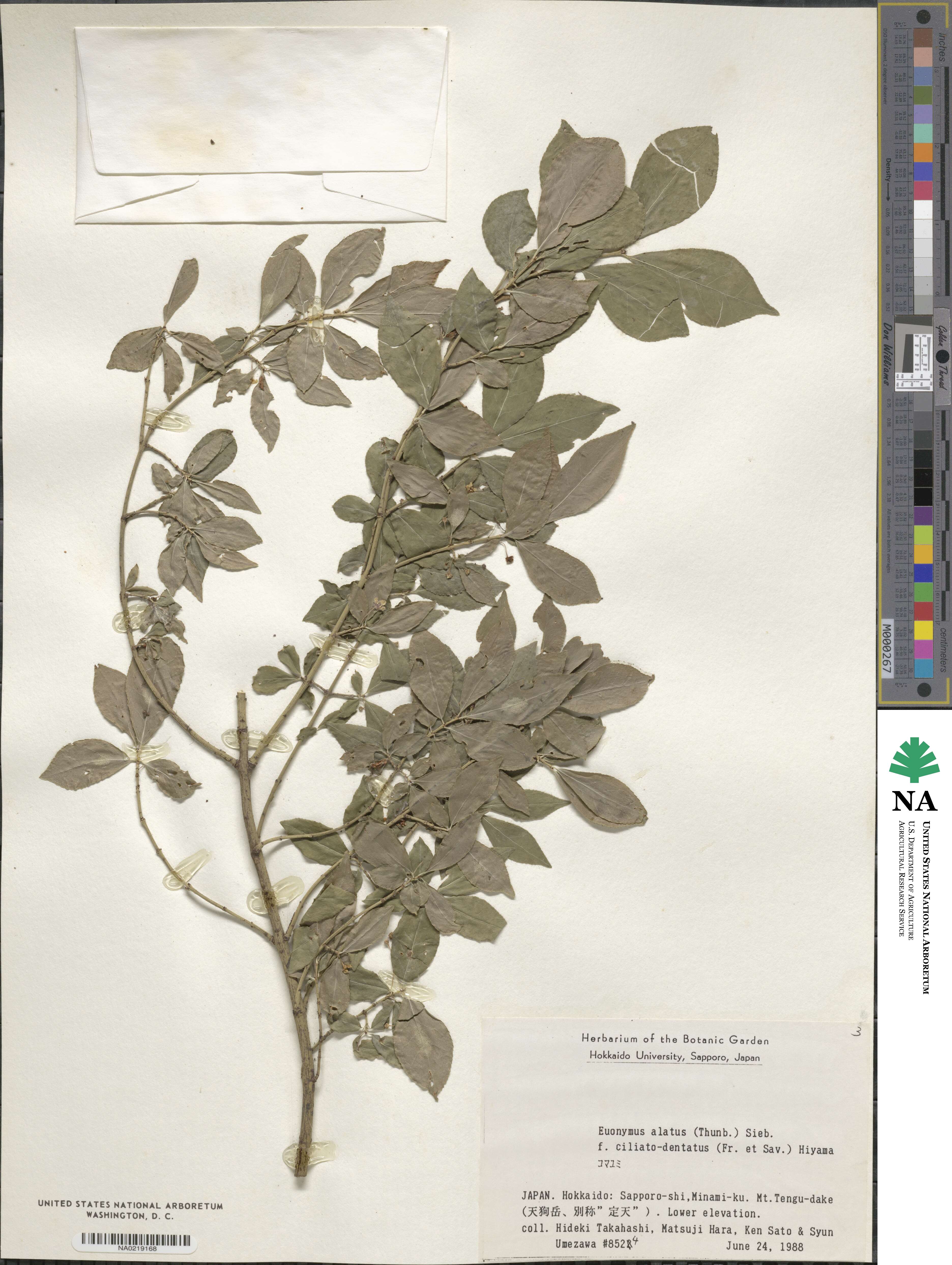 Euonymus alatus image