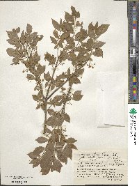 Euonymus alatus image