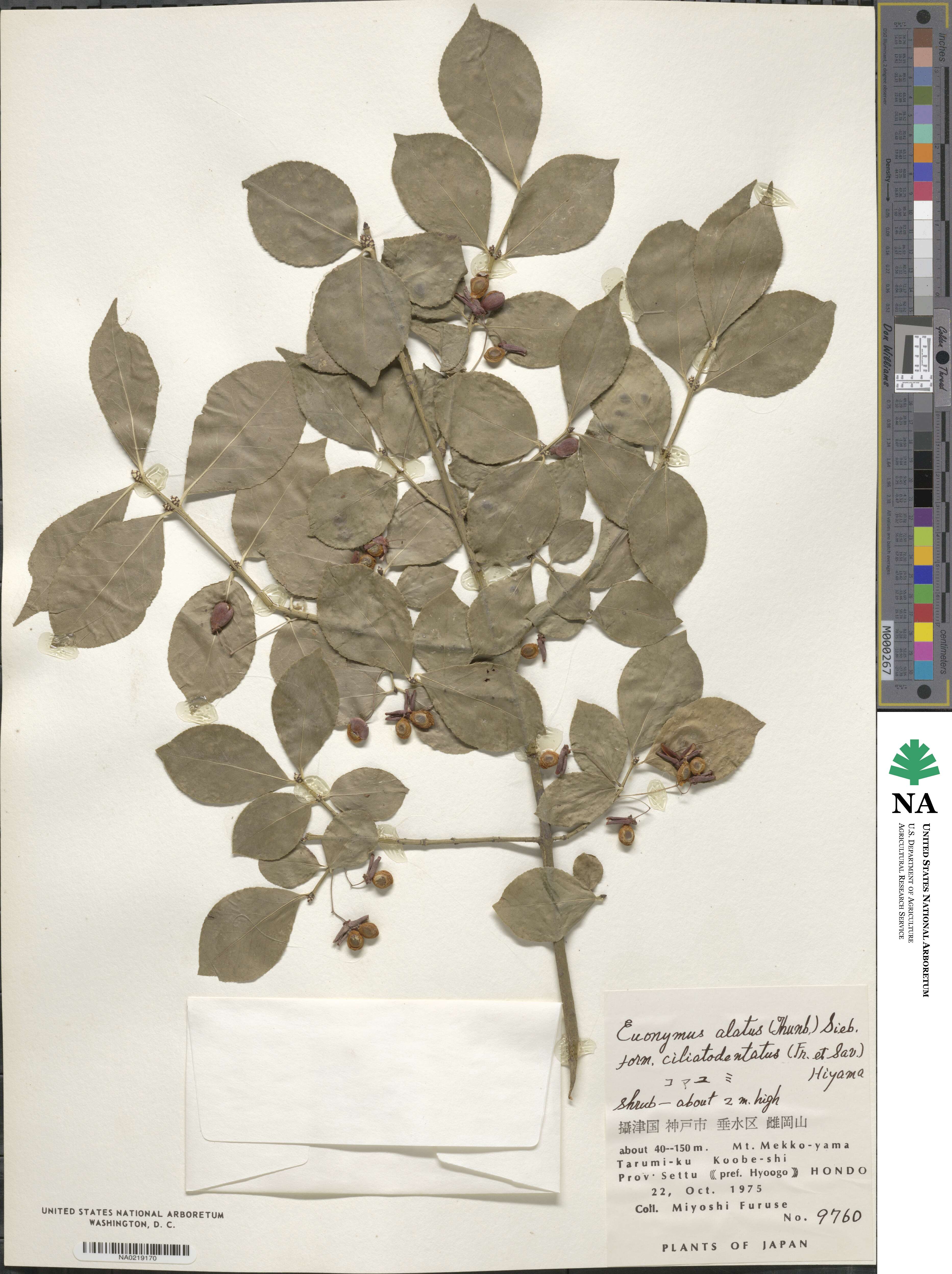 Euonymus alatus var. ciliatodentatus image