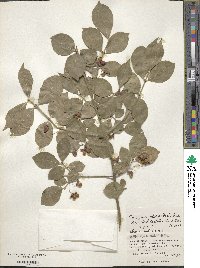 Euonymus alatus var. ciliatodentatus image