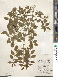 Euonymus alatus image