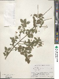 Euonymus alatus image