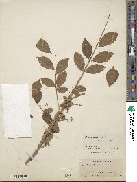 Euonymus alatus image