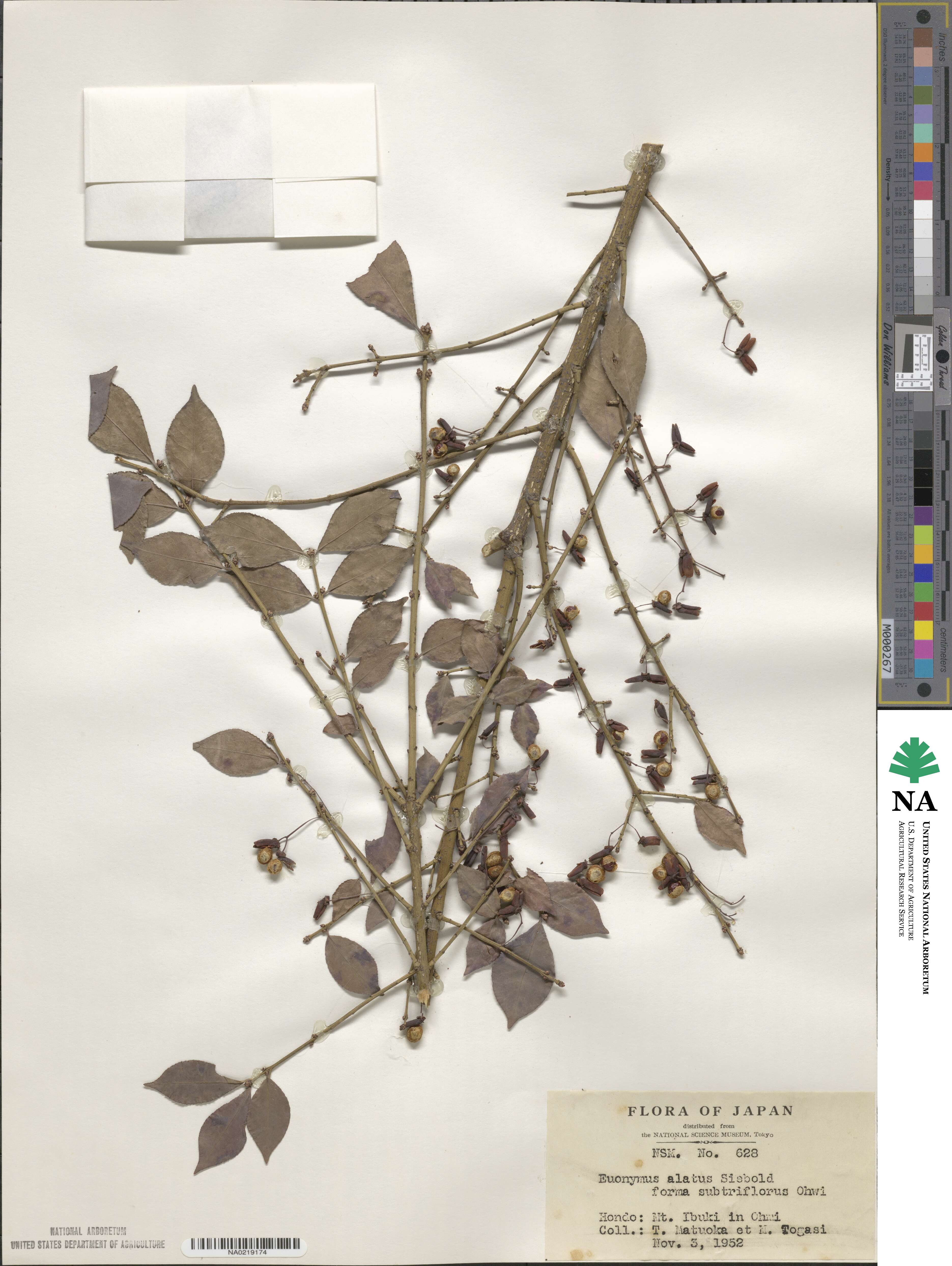 Euonymus alatus f. striata image