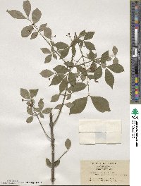 Euonymus alatus image