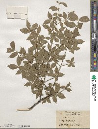 Euonymus alatus f. striata image