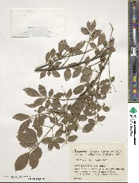 Euonymus alatus f. striata image