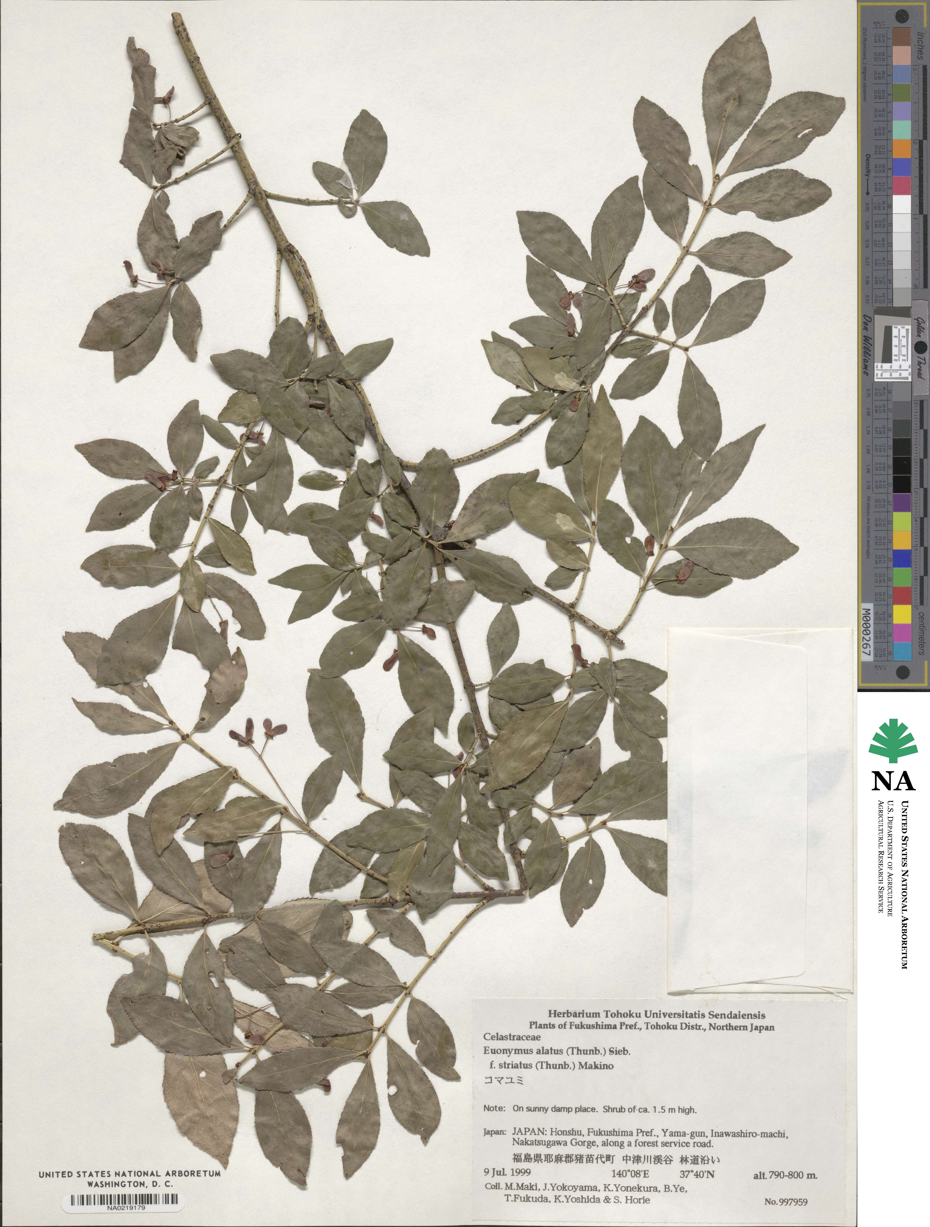 Euonymus alatus f. striata image