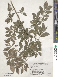 Euonymus alatus f. striata image