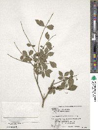 Euonymus alatus f. striata image