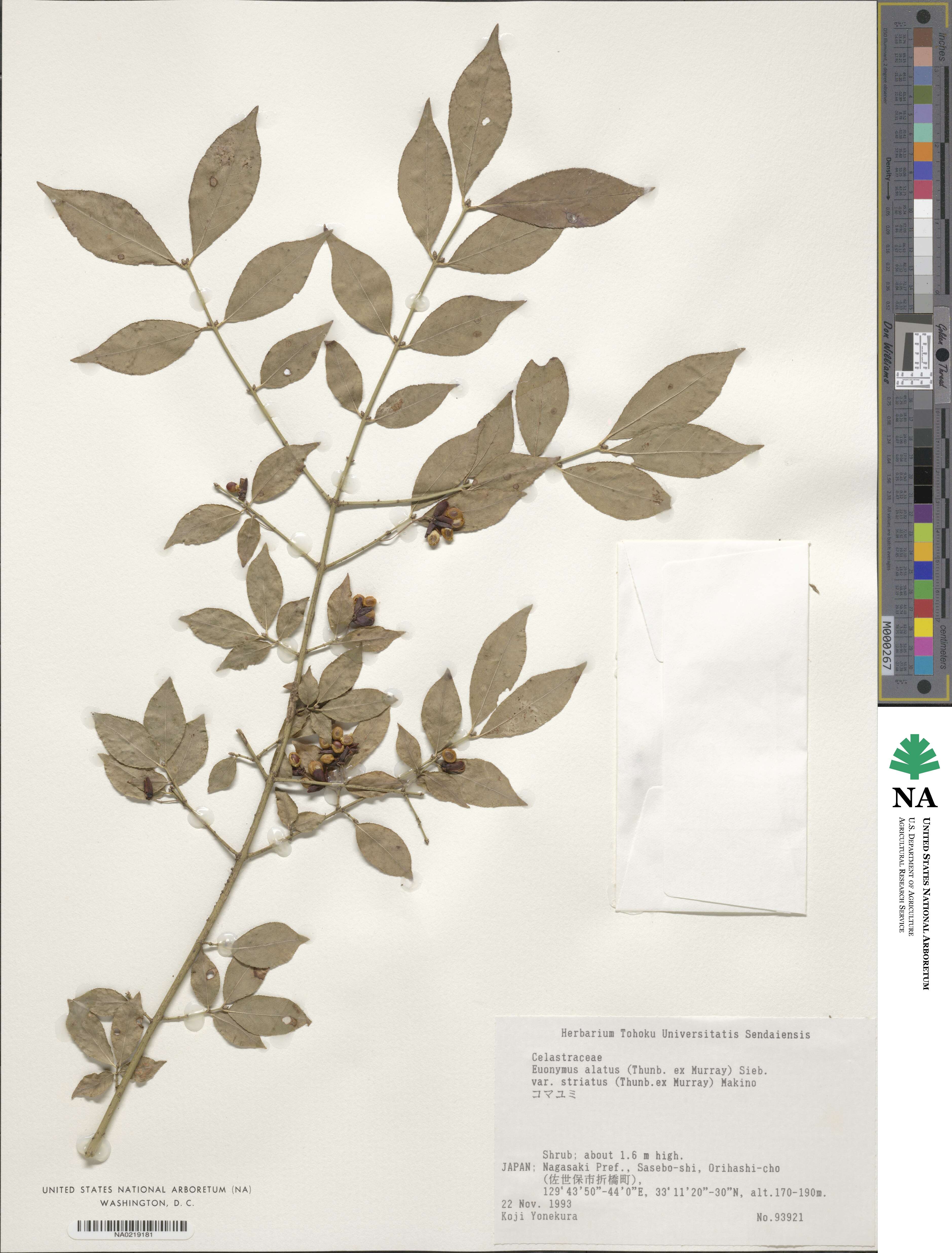 Euonymus alatus f. striata image