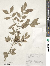 Euonymus alatus f. striata image