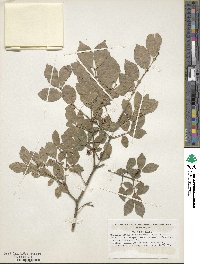 Euonymus alatus image