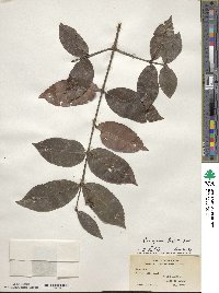 Image of Euonymus bockii