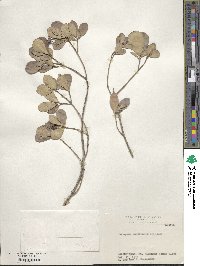 Image of Euonymus boninensis