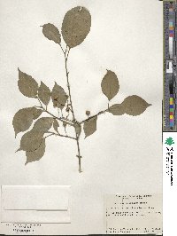 Euonymus maackii image