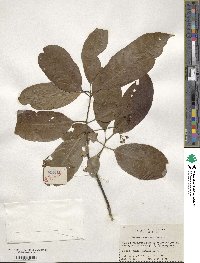 Euonymus carnosus image