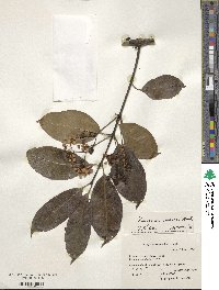 Euonymus carnosus image