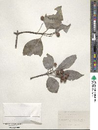 Euonymus carnosus image