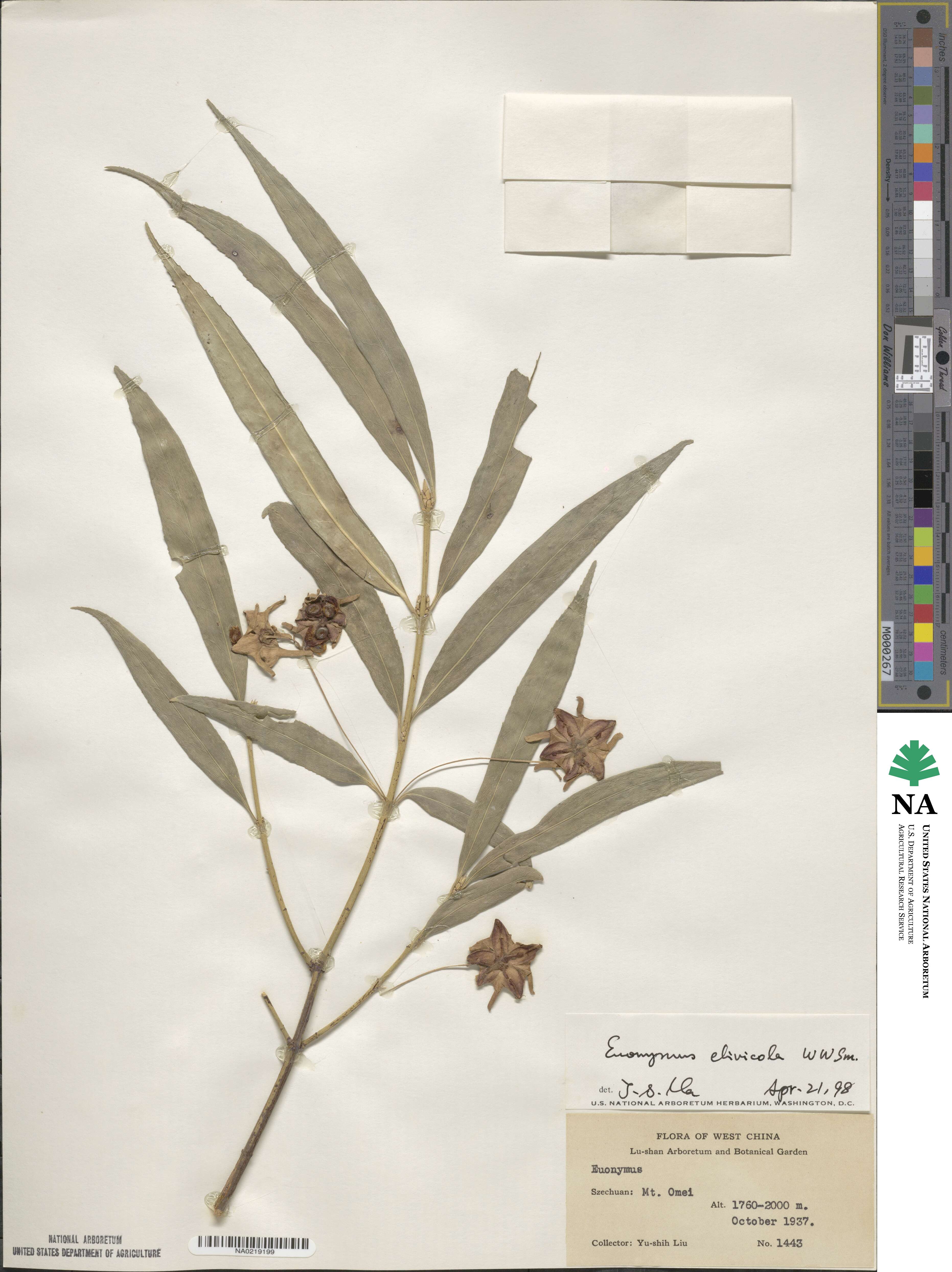 Euonymus clivicolus image