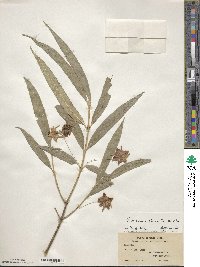 Image of Euonymus clivicolus