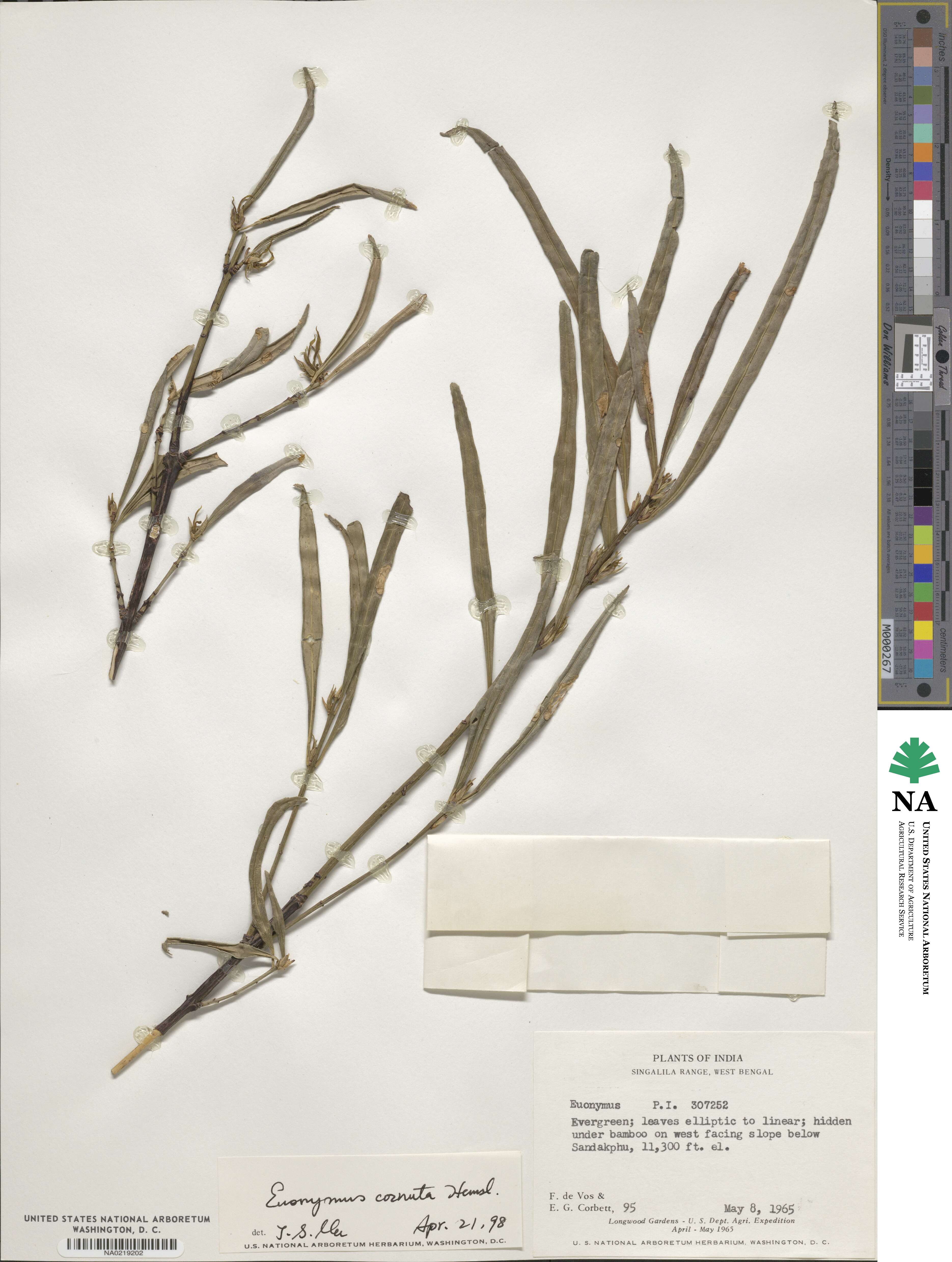 Euonymus cornutus image