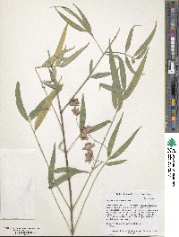 Euonymus cornutus image