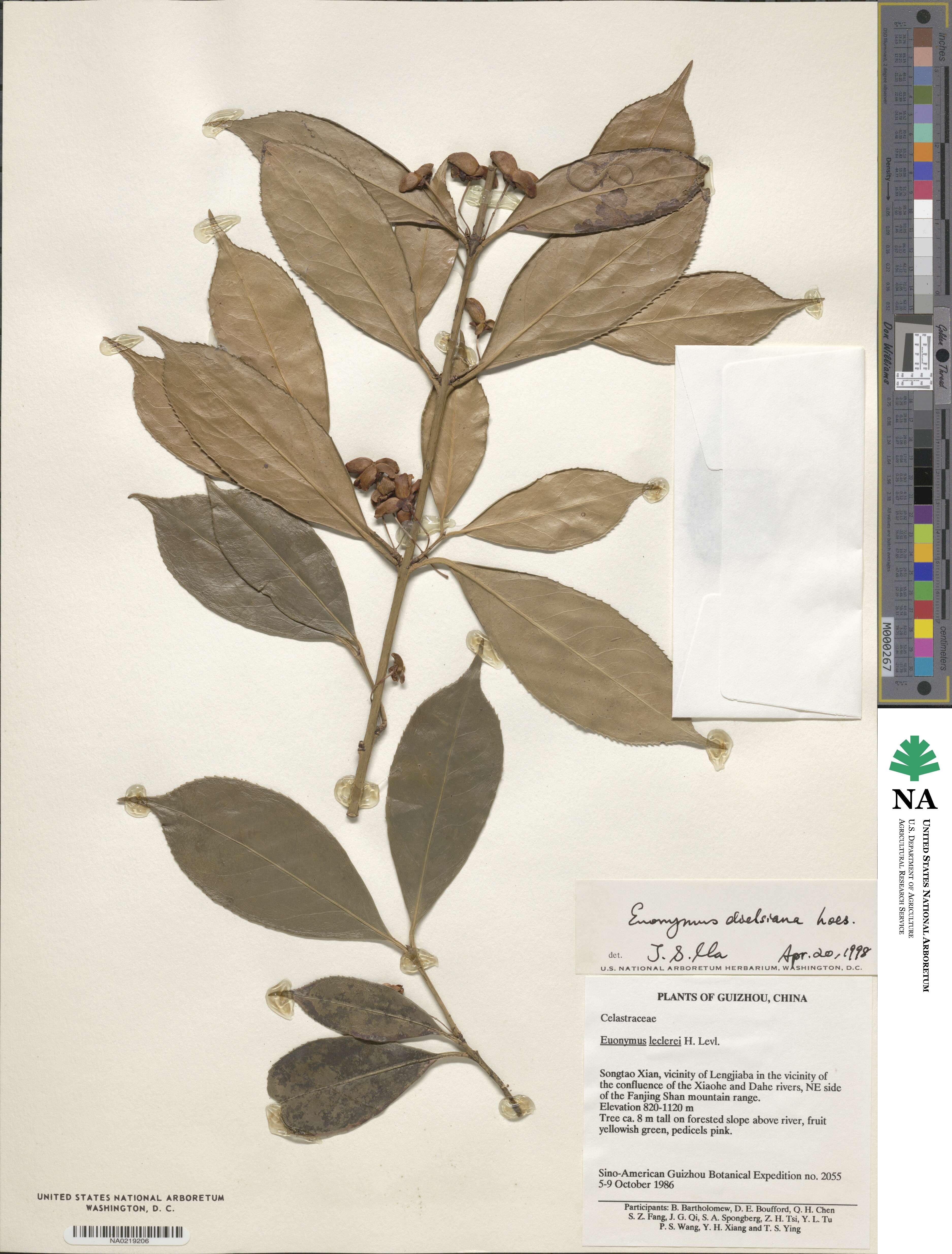 Euonymus dielsianus image