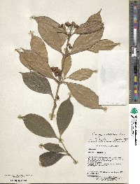 Euonymus dielsianus image