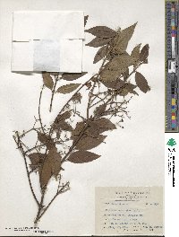 Euonymus echinatus image