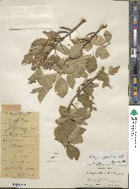 Euonymus fimbriatus image